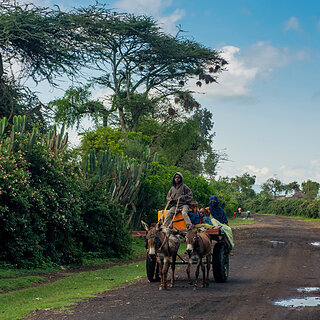 Donkey cart